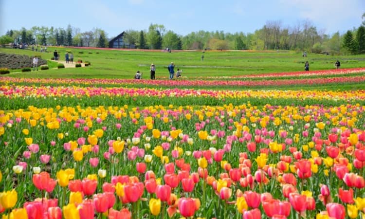 国営滝野すずらん丘陵公園